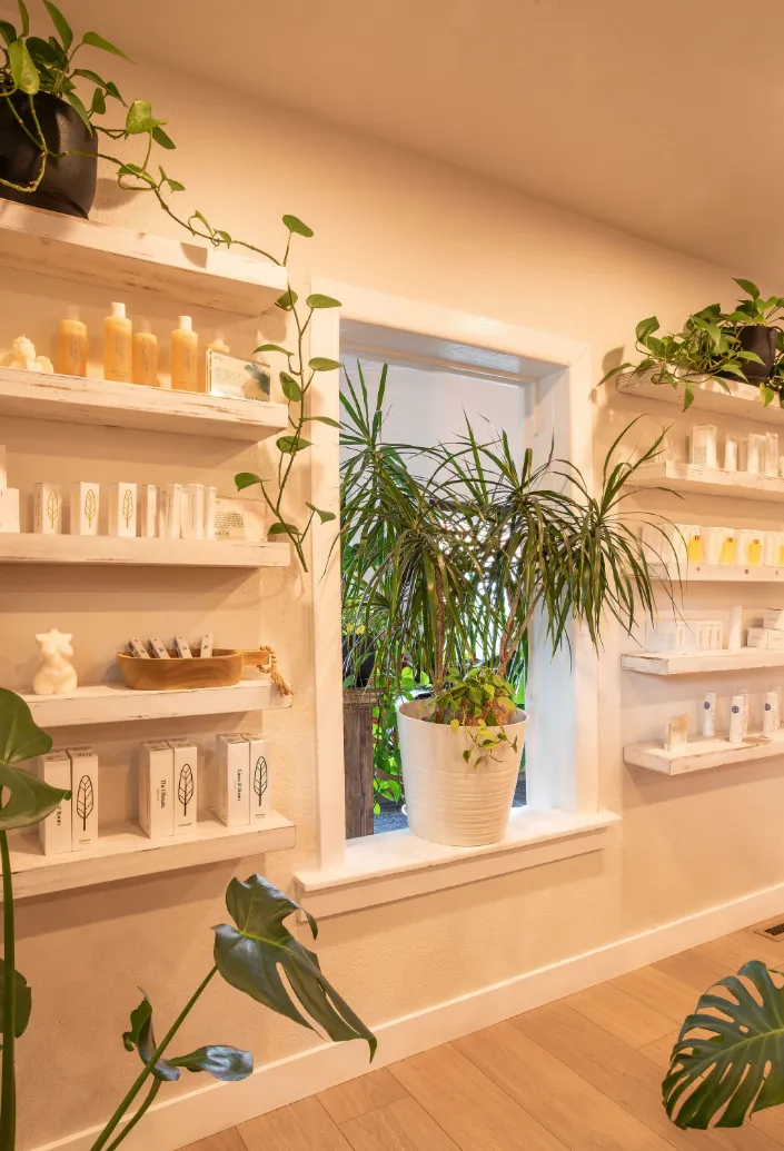 Aftercare shelves and plants in the sunny window at Wax &amp; Lash Berkeley